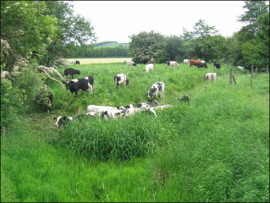 Figure 1: Blue Man’s Bower’ a medieval moated enclosure near Catcliffe lies within seasonally flooded grasslands